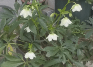 クリスマスローズ